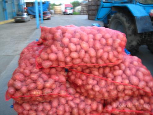 Продажи оптом овощей и фруктов по Украине. Картофель опт из Закарпатья - фото 1.