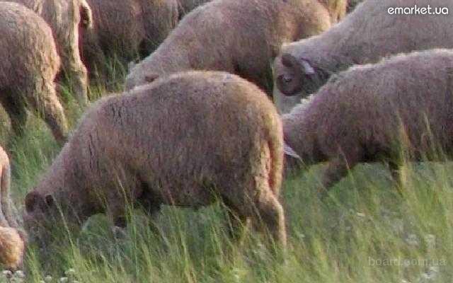 Продажа : Продам овец , ягнят , баранов , дойных овец , овец с ягнятами.