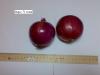 Продам цибулю.