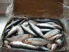 Herring , Mackerel Norway
