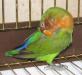 продам попугаев неразлучников
