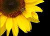Подсолнечник товарный