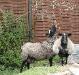 Овцеводство ищим инвестора,компаньона