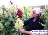 Продам семена амаранта