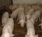Продаю поросят