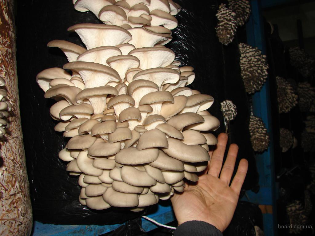 Грибной оптовый рынок. Вешенки в лотке. Продать грибы оптом. Продать грибы оптом. Грибы вишенки их приготовление.