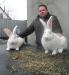 Продам кроликов элитных пород