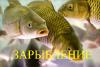 Продам личинку карпа